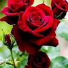 rubi.akter5263