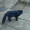 mr.capcorn.uk