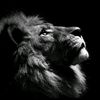 adonay_200817