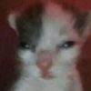 miau_bien