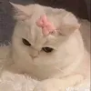petcungw0