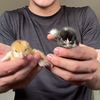meow_9782