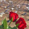 user8310082325422