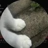배연