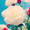 ahmed.al.iraqy1