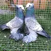 محمية طيور الزينة النادرة