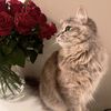 wafa56802