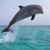 🐬Dolphins🐬