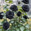 mawarhitam21888