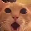 annoying_ahh_player