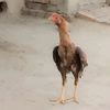 ali.sikander77
