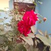 shilpi6928