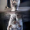 vladimir_thanh_14