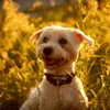 Alina_🐶🌷