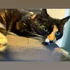 cat016013