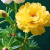 janaki.khadayat7