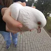soda.pishevaya321
