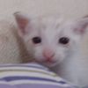 gatobebe23