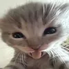 tomaattikeitto2