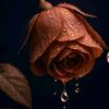 maherqueen49