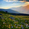 anushac11