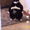 fatcatman1234