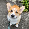 cannoli_the_corg