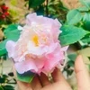 tn868686tn