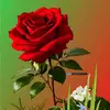 shyam.bohara07