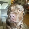 bellabelladog1