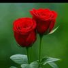 nupur8436