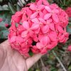 qalbunlily