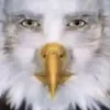 orzel213739