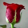 user5010606201629