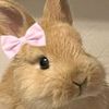 emlove_rabbit