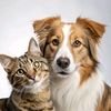 save.animals.tunisia