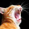 catfan042