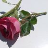 haris113344