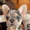 frenchieandgoats