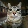 kheso__2