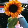 sunflower_passed