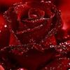 user94185108711237