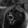 wolfalpha46