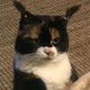 petfunny_diaries