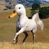 romeosmainaccount