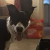 muttydogx