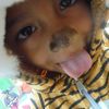 sheshua640