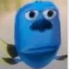 pipidastr490