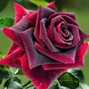 tania.tatiana45