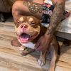 rocco.the.bully2